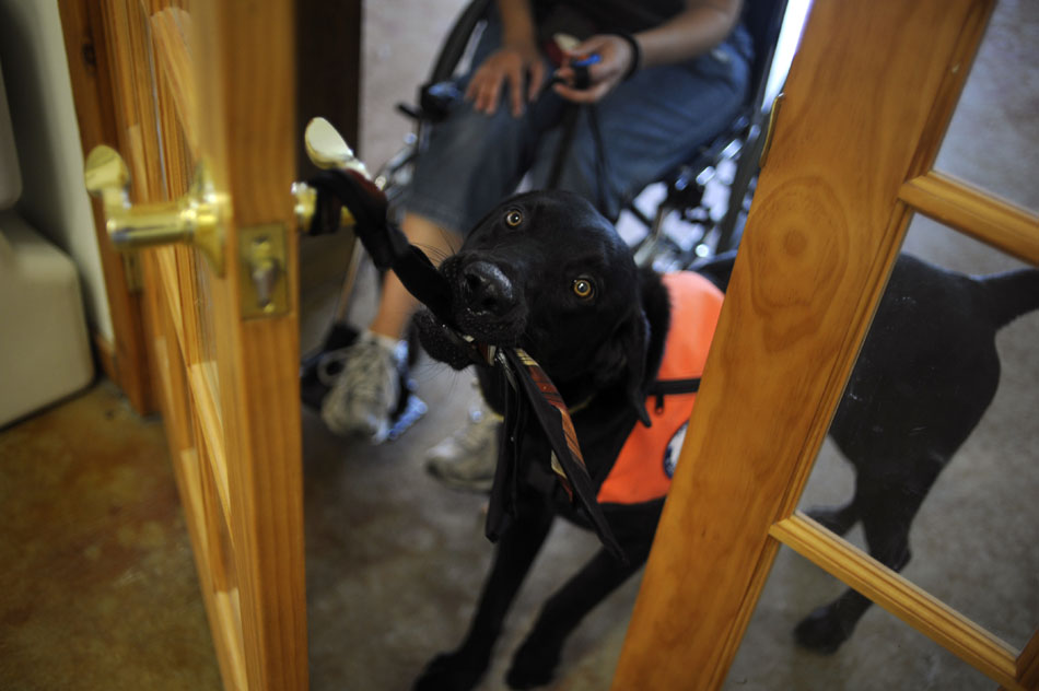Courage, a service dog in training, pulls a door shut during a training session at Texas Hearing and Service Dogs in Dripping Springs on Thursday, June 24, 2010.