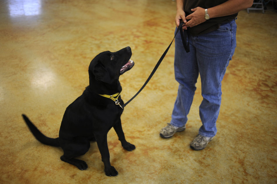 Courage, a service dog in training, looks for a treat from an instructor between drills  at Texas Hearing and Service Dogs in Dripping Springs on Thursday, June 3, 2010. Trainers expect Courage to be done with his training in two to three months.