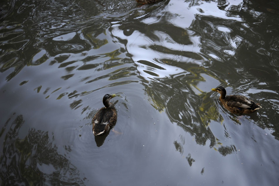 Two ducks look for food in the River Walk on Saturday, July 31, 2010, in San Antonio, Texas. Patrons from several restaurants along the water occasionally threw bread scraps to the ducks.