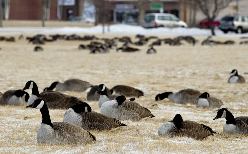Airline passengers aren't the only ones susceptible to flight cancellations this winter season as a flock of more than a hundred Canadian Geese sit grounded in the snow on Wednesday, Jan.  19, 2011, in a field at Lions Park. The geese typically fly South in winter, but some geese take up permanent residence at parks and golf courses, according to National Geographic.