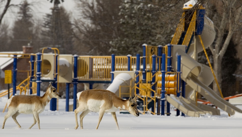 A group of prong horned antelope take a leisurely stroll on Tuesday, Feb. 8, 2011, through Lions Park.