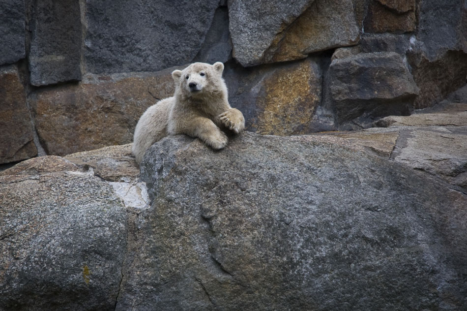 Knut, a polar bear cub, peers out of his enclosure as he sits perched on a rock on Monday, July 7, 2007, at the Berlin Zoological Garden. Knut gained worldwide fame after he was rejected by his mother as a club and raised by the zoo's keepers.