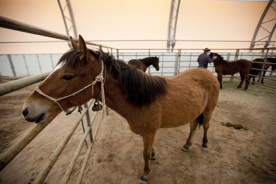 Della, a wild female horse, peers through the bars at visitors on Friday, April 29, 2011, at the Riata Ranch near Cheyenne. Della is one of several horses that will be auctioned off on Saturday morning at the ranch.