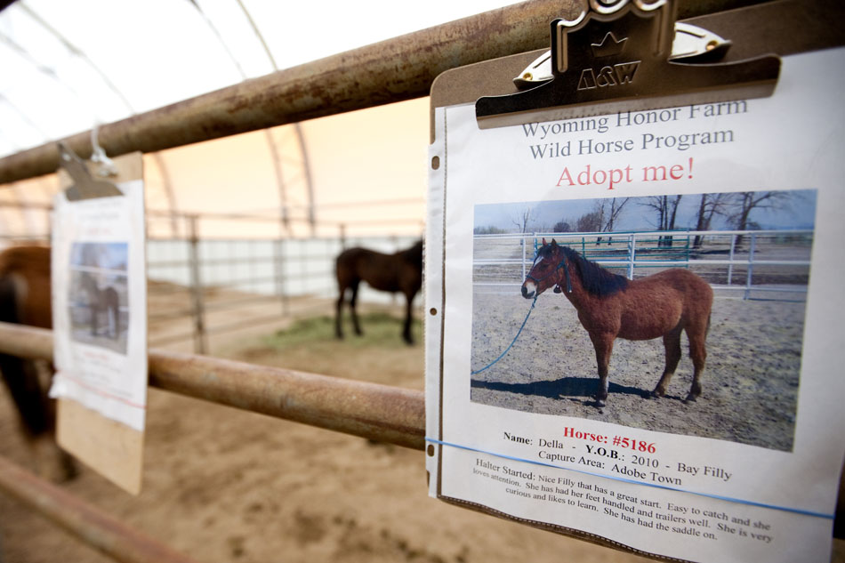 A clipboard containing information on Della, a bay filly, hangs on an enclosure for visitors who are looking to buy a wild horse on Friday, April 29, 2011, at the Riata Ranch near Cheyenne. Della is one of several wild horses that will be auctioned off on Saturday morning.