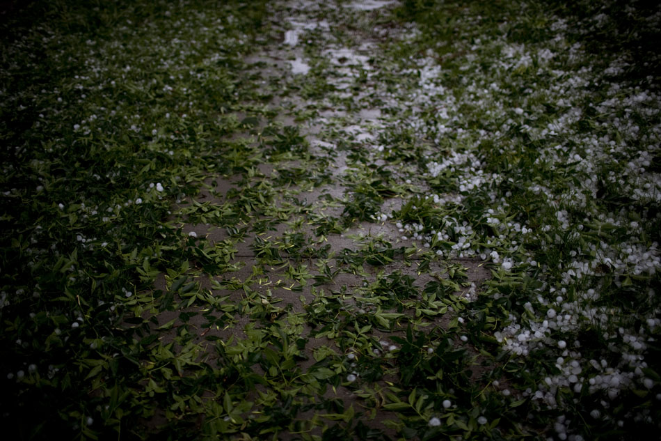 Tree leaves and pieces of hail cover a sidewalk on Tuesday, July 12, 2011, near Pando Park in Cheyenne.