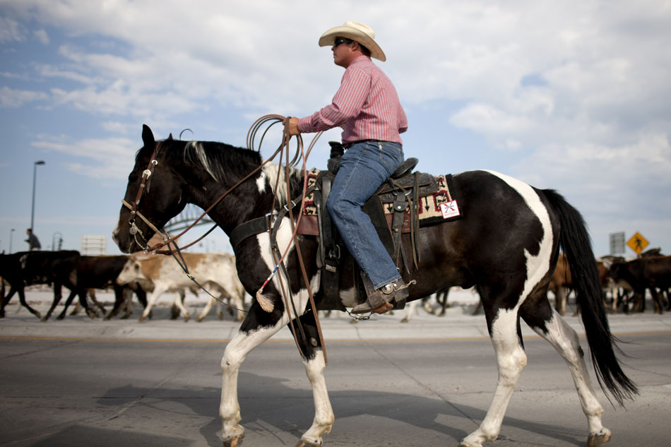 A cowboy helps direct cattle as they cross the Vandehei Avenue roundabout during the Cheyenne Frontier Days cattle drive on Sunday, July 17, 2011, in Cheyenne.