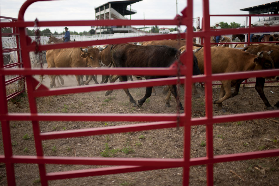 Cattle make their way into stalls during the Cheyenne Frontier Days cattle drive on Sunday, July 17, 2011, at Frontier Park in Cheyenne. Some 500 head of cattle were driven from a pasture four miles north of town to the stalls at Frontier Park on Sunday morning.
