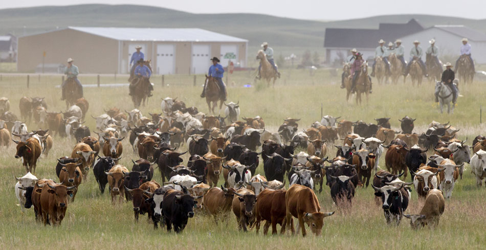 Cowboys drive 550 head of cattle across a pasture during the Cheyenne Frontier Days cattle drive on Sunday, July 17, 2011, north of Cheyenne. The hands drove the cattle more than four miles from the pasture north of Cheyenne along an Interstate 25 frontage road to stalls at Frontier Park.