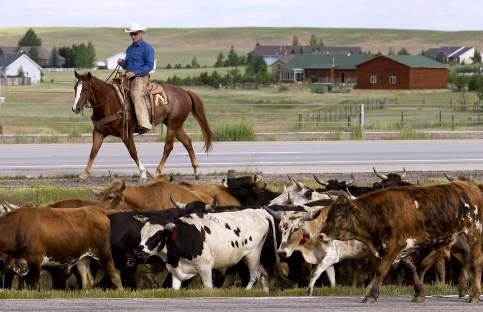 A cowboy watches from the edge of the Interstate 25 northbound lane as a group of 550 head of cattle walk south on Hynds Boulevard during the Cheyenne Frontier Days cattle drive on Sunday, July 17, 2011, north of Cheyenne. The hands drove the cattle more than four miles from the pasture north of Cheyenne along an Interstate 25 frontage road to stalls at Frontier Park.