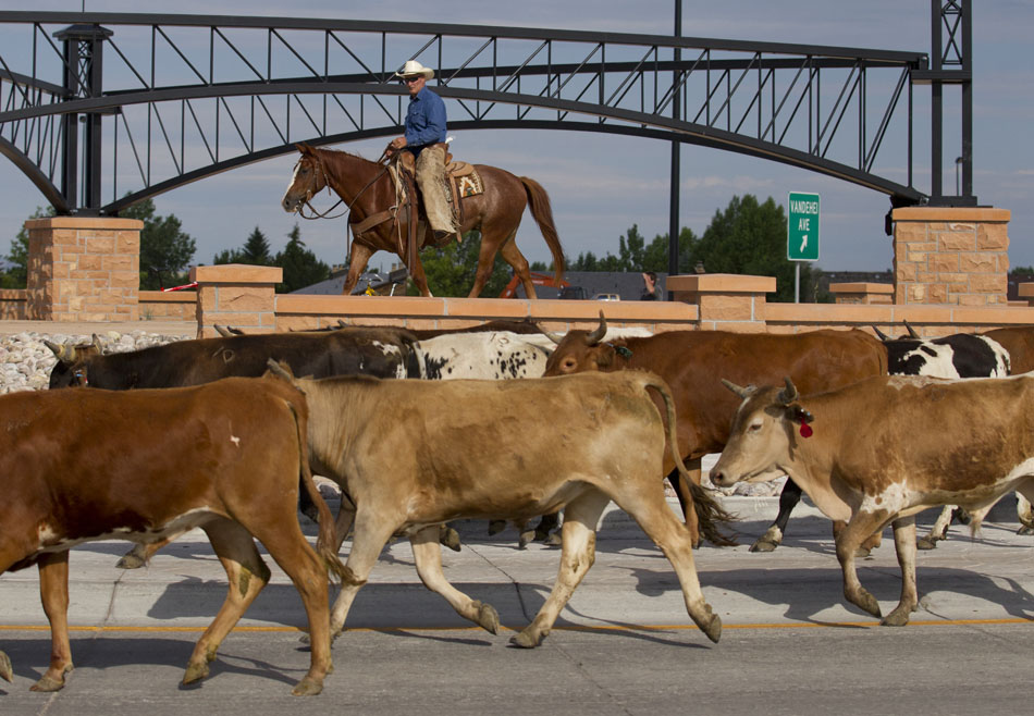 A cowboy keeps watch as cattle travel through the Vandehei Avenue roundabout during the Cheyenne Frontier Days cattle drive on Sunday, July 17, 2011, in Cheyenne.