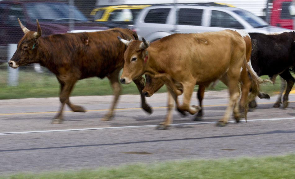 Cattle make their way down Carey Avenue during the Cheyenne Frontier Days cattle drive on Sunday, July 17, 2011, near Frontier Park in Cheyenne.