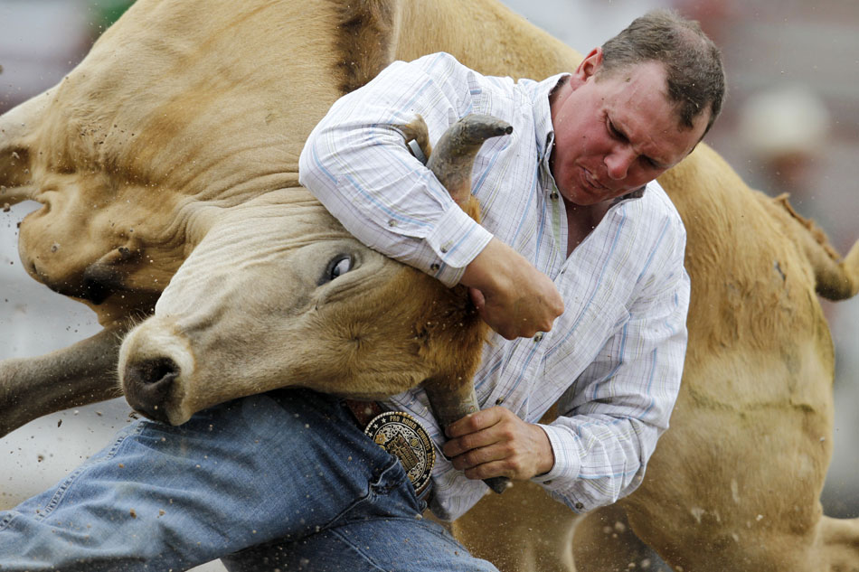 Shawn Downing from Silver Star, Mont. wrestles a steer during the Cheyenne Frontier Days rodeo on Tuesday, July 26, 2011, at Frontier Park.