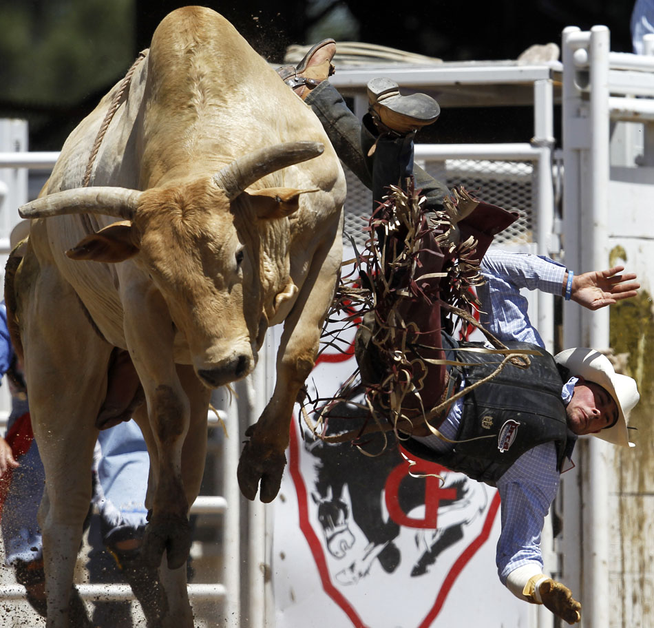 Corey Maier from Timber Lake, S.D. falls to the ground after getting tossed by a bull during the Cheyenne Frontier Days rodeo on Saturday, July 30, 2011, at Frontier Park.