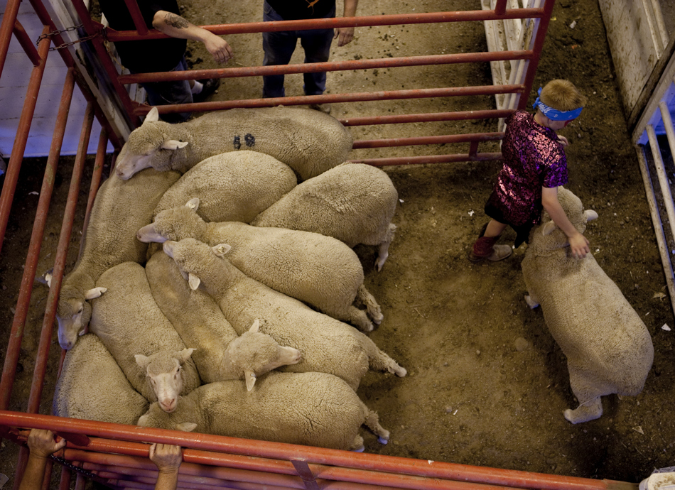 Sheep are herded into the chutes for the mutton bustin during the Laramie County Fair on Wednesday, Aug. 10, 2011, at Frontier Park.