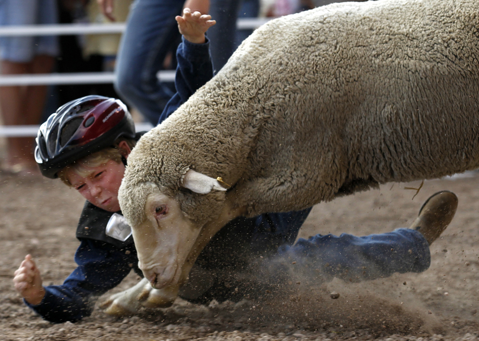 Zane Martin, 8, hits the dirt after letting go of his sheep during mutton bustin at the Laramie County Fair on Wednesday, Aug. 10, 2011, at Frontier Park. Martin logged an 81 on the ride.