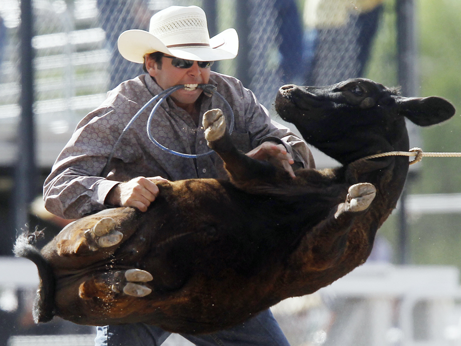 Chase Johnston from Fowler, Colo. flips a calf on its back during the first go of slack tie-down roping on Wednesday, July 20, 2011, at Frontier Park. He recorded a time of 20.9 seconds.