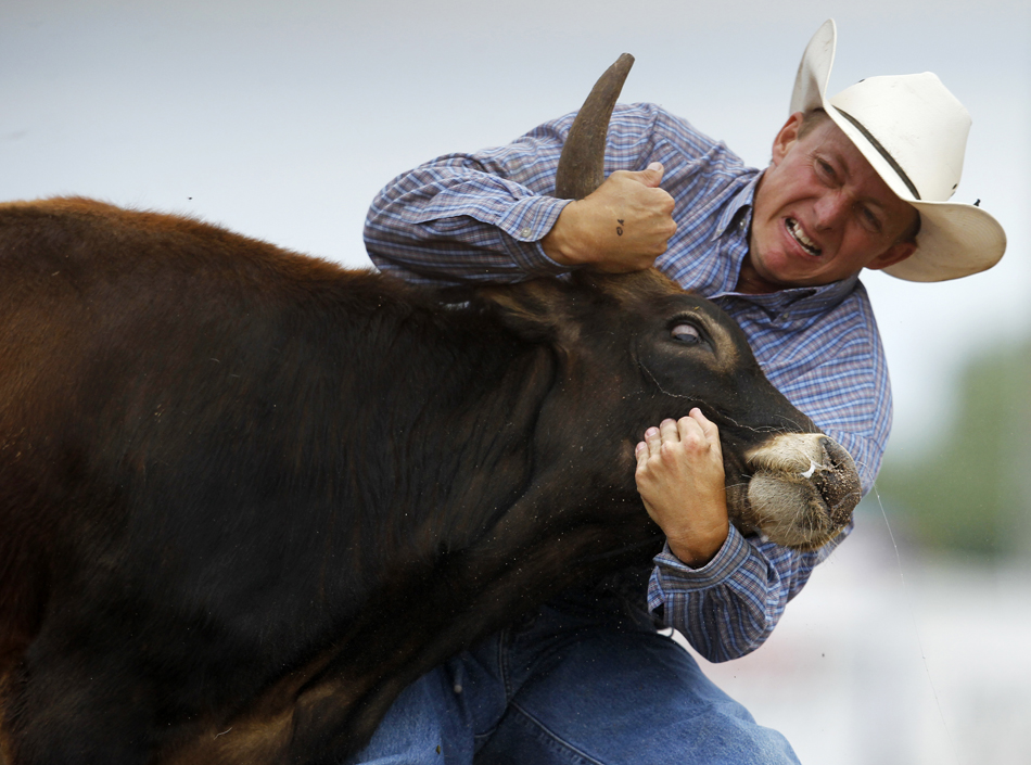 Chad Van Campen wrestles a steer during the Cheyenne Frontier Days rodeo on Tuesday, July 26, 2011, at Frontier Park.