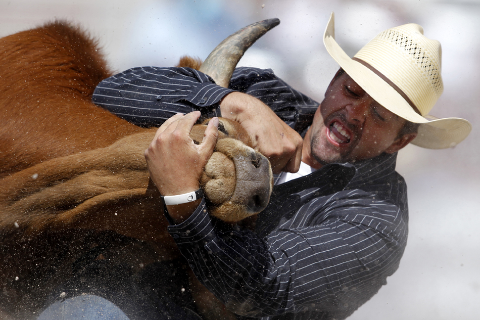Gary Gilbert from New Underwood, S.D. wrestles a steer to the ground during the Cheyenne Frontier Days rodeo on Saturday, July 30, 2011, at Frontier Park. He logged a time of 12 seconds.