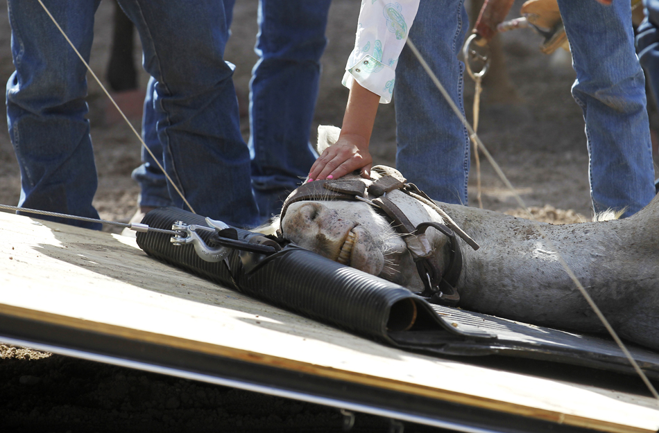 An injured female wild horse is loaded onto a trailer after sustaining a neck injury during the wild horse race at the Cheyenne Frontier Days rodeo on Saturday, July 30, 2011, at Frontier Park.