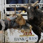 Rankin Lindsey from Hillsboro, N.M. falls from a bull during the Cheyenne Frontier Days rodeo on Tuesday, July 26, 2011, at Frontier Park. (James Brosher/Wyoming Tribune Eagle)