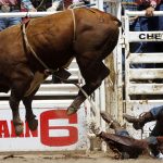 Sam Wyatt from Fittstown, Okla. tries to avoid a bull after getting tossed during the Cheyenne Frontier Days rodeo on Thursday, July 28, 2011, at Frontier Park. (James Brosher/Wyoming Tribune Eagle)