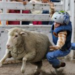 Logan Stockton, 6, falls to the ground after letting go of a sheep during the Laramie County Fair's mutton bustin on Wednesday, Aug. 10, 2011, at Frontier Park. Stockton scored a 78. (James Brosher/Wyoming Tribune Eagle)