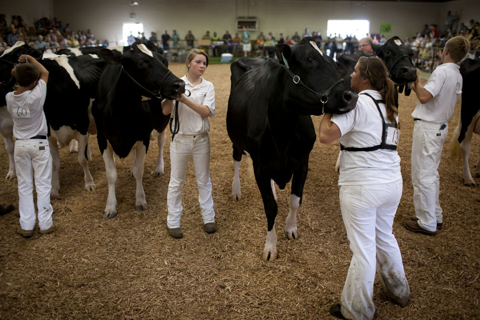 4-Hers show holstein cows during the Elkhart County 4-H Fair on Tuesday, July 24, 2012, in Goshen, Ind. (James Brosher/South Bend Tribune)