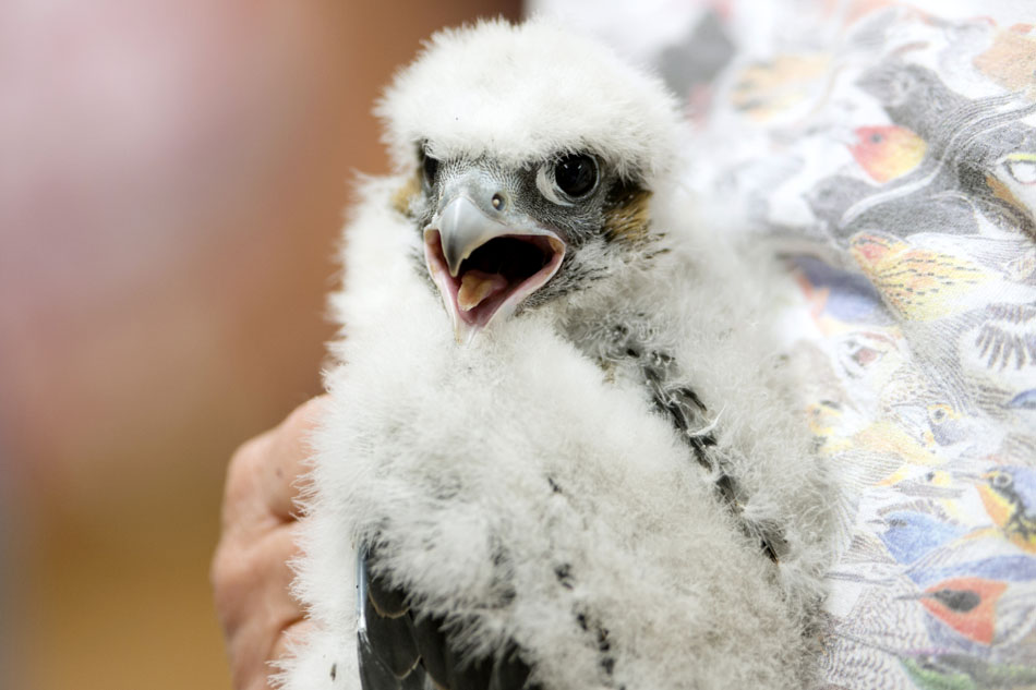 Peregrine Falcon Chick Banding