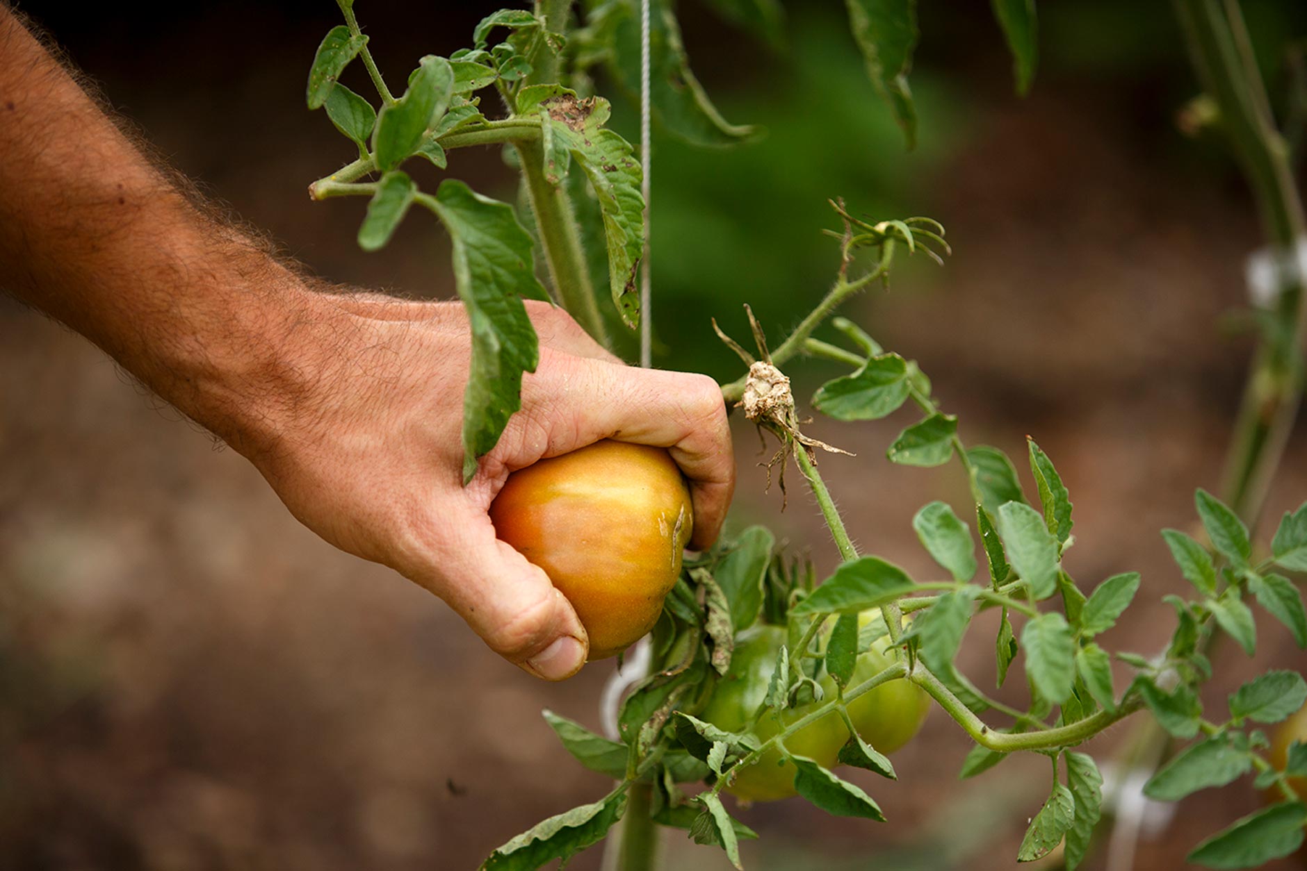 Indiana University Campus Farm Co-Director James Farmer picks heirloom tomatoes at the farm on Friday, Sept. 7, 2018. (James Brosher/IU Communications)
