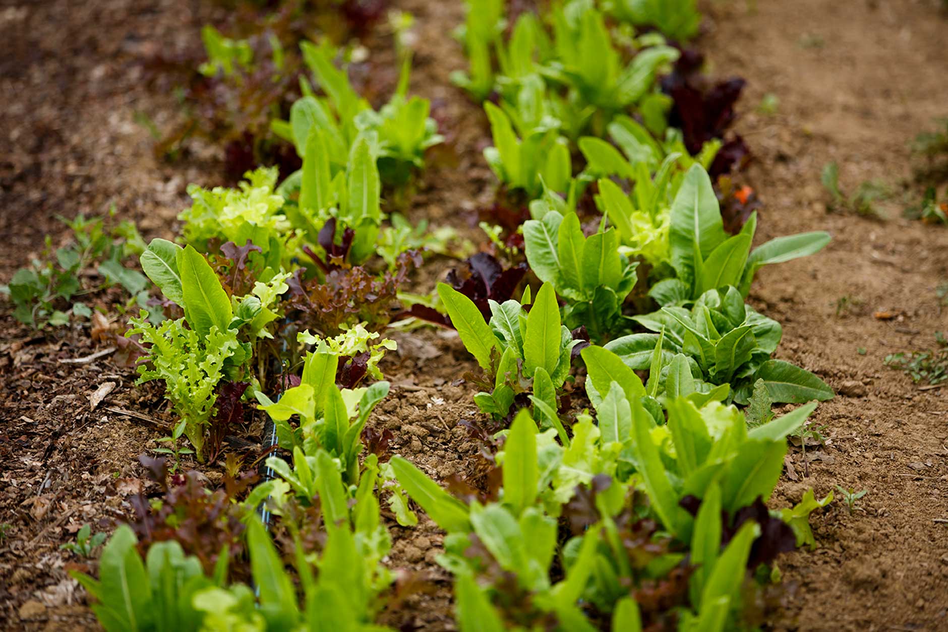 Lettuce grows at the Indiana University Campus Farm on Friday, Sept. 7, 2018. (James Brosher/IU Communications)